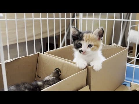 寝床で一緒に寝たい仲良しの子猫