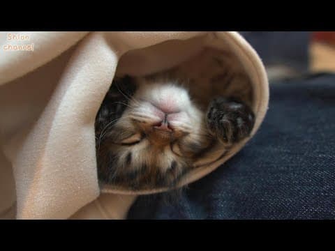 【生後37日】ミルクを飲んでポケットの中で寝てしまう子猫たち