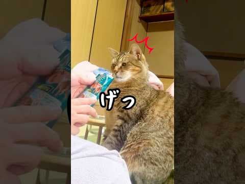 「イヤなの？」感情が顔に出すぎる元野良猫がおもしろい…笑 #ピュリナワン #おもしろ #元野良猫