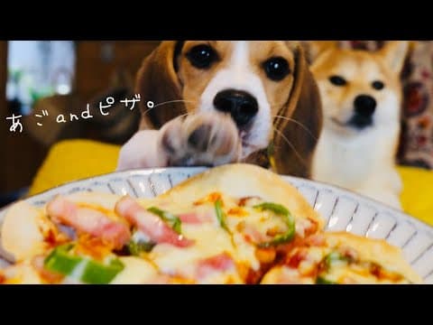 柴犬と弟子が監督する餃子の皮のクリスピーピザ Two dogs eyeing my pizza
