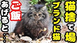 極寒の猫捨て場 長毛ブランド猫にご飯をあげたら涙を流して爆食いしました