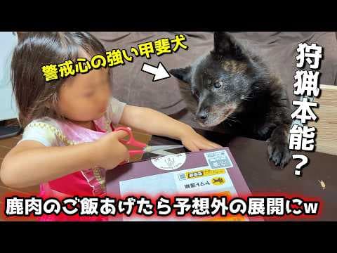 警戒心の強い甲斐犬に、鹿肉のごはんあげたら猟犬の本能が爆発してこうなりました