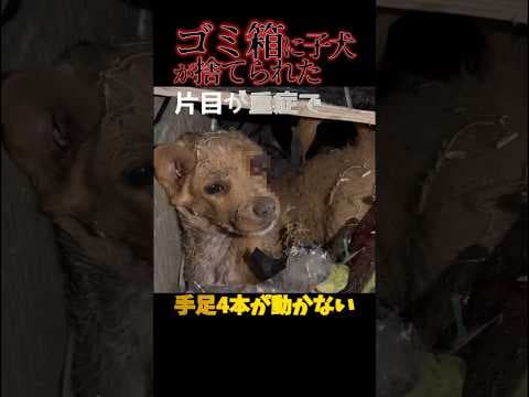 【ゴミ箱の子犬】衝撃！目が重症で手足動かない！→ゴミ箱から救出→結果..感動で涙腺崩壊😭#shorts