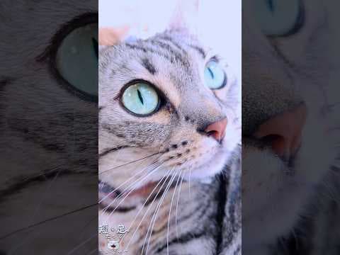 猫の顔を超ドアップで見たら魅力的だった！　#ジェネッタ #マンチカン #短足