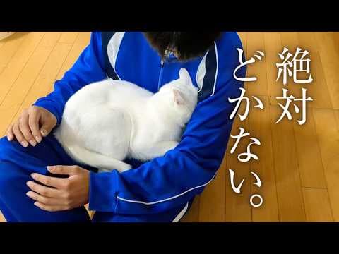 降ろしても降ろしても、膝の上に乗ってくる白猫。