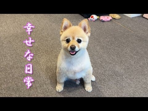新婚夫婦と愛犬の幸せな日常がこちら