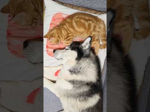 ハスキー犬が育てた子猫はこうなります...笑 Raised by a husky... now he’s like this 😹🐶