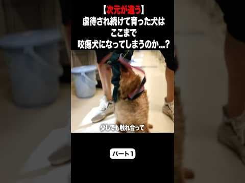 【次元が違う】虐待され続けて育った犬はここまで咬傷犬になってしまうのか...?愛護センターへ緊急保護！ #ピースワンコ #犬  #プードル