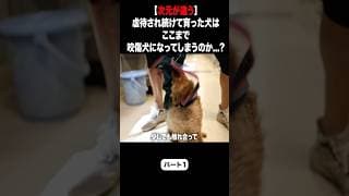 【次元が違う】虐待され続けて育った犬はここまで咬傷犬になってしまうのか...?愛護センターへ緊急保護！ #ピースワンコ #犬  #プードル