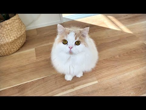 レモンさんについて悲しいお知らせがあります