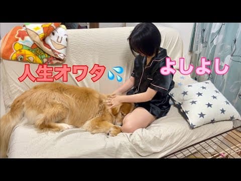 ボスに叱られて、この世の終わりのように落ち込む大型犬クッキー【ゴールデンレトリバーとミニチュアダックスフンド】