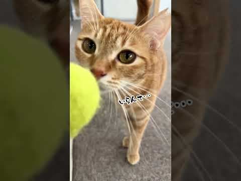 チャイさんの暮らし124。