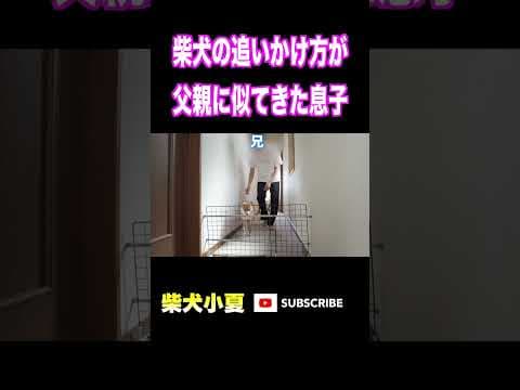 柴犬の追いかけ方が 父親に似てきた息子