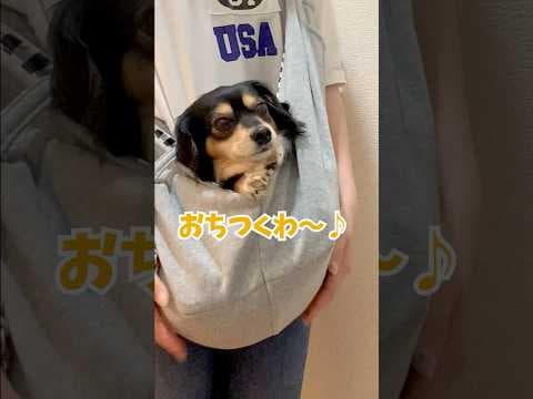自ら袋に入るカンガルー犬