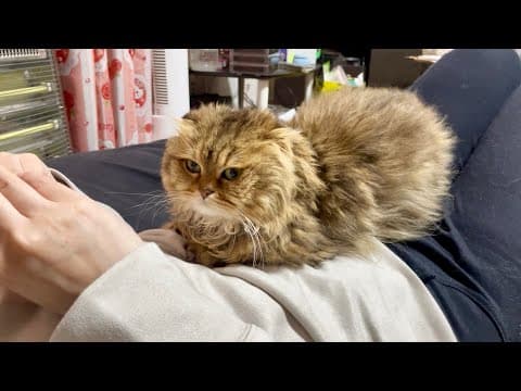 妹のお腹の上が幸せすぎて離れられなくなってしまった猫