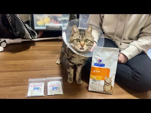 動物病院へちょりを迎えに行きました