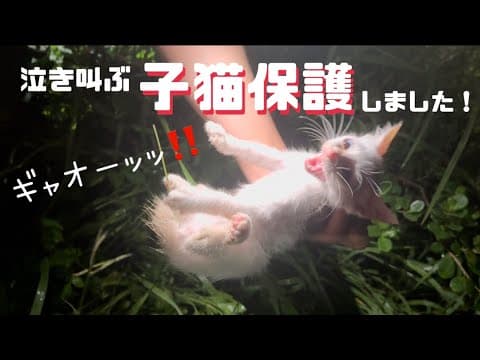 [子猫保護]泣き叫んでいた子猫を保護しました！