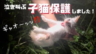 [子猫保護]泣き叫んでいた子猫を保護しました！