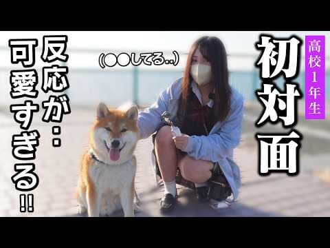 初対面の16歳の高校生1年生に興奮しまくる柴犬こまちゃんの反応が可愛過ぎました..「制服にヨダレ垂らさないで。」