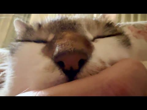 おはようございます。朝から彼女(猫)の愛が重いです
