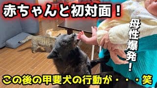 赤ちゃんの子守りをしたすぎて甲斐犬一休がこの後・・・笑