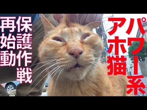 パワーからあげ捕獲オペレーション、再始動！ Restarting the fried-chicken-cat capture operation