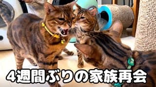 4週間ぶりの猫家族の再会がまさかの展開でした