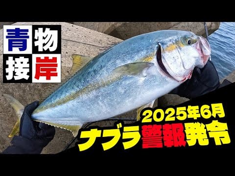 【ナブラ警報】防波堤で青物祭？カタクチ接岸で色んな魚が涌きまくる6月の東北日本海