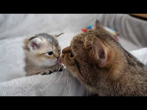 Cute kitten coming out of the birthing box after being called by mama cat...