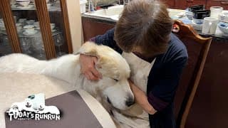 珍しくお母さんにたっぷり甘えたアランです　Great Pyrenees　グレートピレニーズ