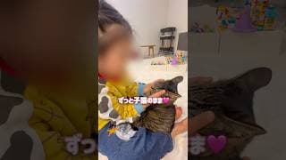 成猫になっても5歳娘の前では子猫のままな超甘えん坊の猫【とらまる】