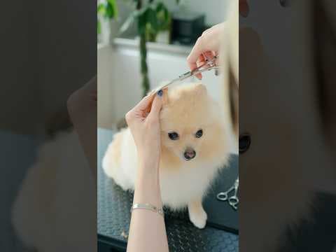 桃尻とまんまるボディに大変身！表情が可愛すぎるポメラニアンのトリミング #asmr #shorts  #子犬 #トリミング #asmr #ヘアカット