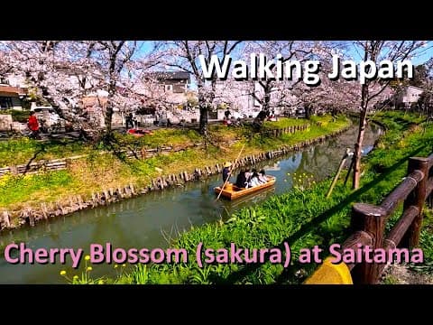 Walking Japan, Cherry Blossom (sakura) at Saitama 埼玉の桜スポット映像