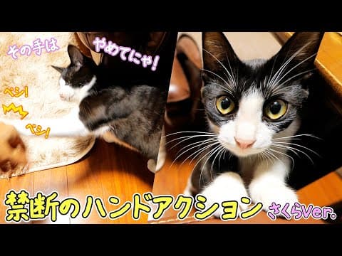 わが家の猫さくらが豹変する手の動かし方🖐🐈💢