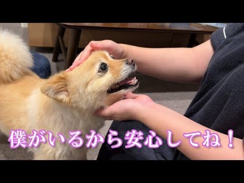 ママのお腹の赤ちゃんを必死で守り続ける愛犬の行動に感動しました…
