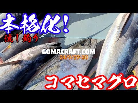【コマセマグロ本格化】流し釣りが本格化しはじめました