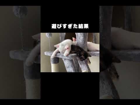 キャットタワーで遊び疲れて寝てしまった子猫  #保護猫