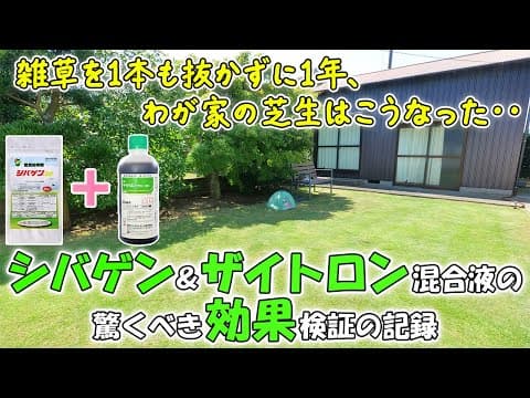 芝生の雑草は1本たりとも抜く必要はないですよ🌱今年の芝生管理の参考にシバゲン＆ザイトロン混合液の驚くべき効果（検証の結果）をご覧ください😊【#芝生 #薬剤管理 #芝生用除草剤】