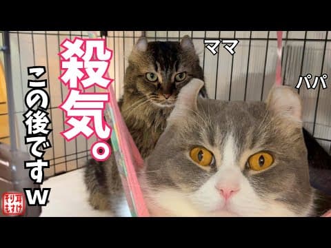何が起きた⁉️ママが急に不機嫌に…パパがとった人間じみた行動とはｗ