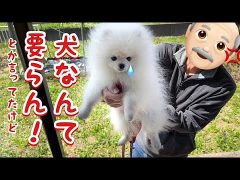犬嫌いの頑固爺ぃと人が大好きな犬が出会ったら感動の奇跡がおきました...！泣