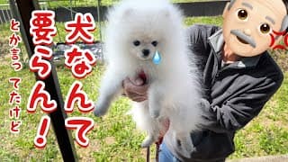 犬嫌いの頑固爺ぃと人が大好きな犬が出会ったら感動の奇跡がおきました...！泣