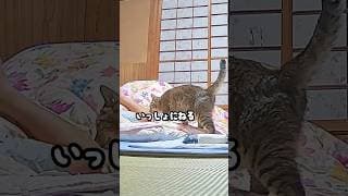 ずっと誰かに甘えたかった野良の成猫を保護するとこうなる #元野良猫 #添い寝  #猫ッチョファミリー