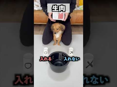 愛犬に食材選ばせて炊飯飯作ったらまさかの料理ができたwww