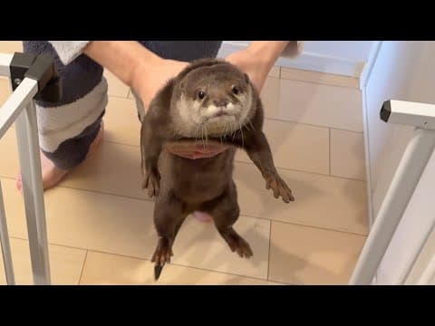お手手を洗うカワウソが可愛すぎた 笑 The otter washing his hands was too cute.
