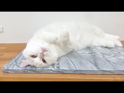 暑がり猫、大理石に吸い寄せられて動かなくなりました！