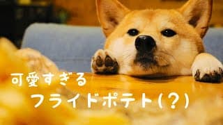 内容が全然入ってこないフライドポテトの作り方【柴犬可愛すぎて】Is this a cooking video or a cute dog video?【French fries】