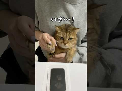 恐らくイケない事に使われるであろう肉球を採取される猫　#shorts