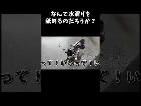 なんで水溜りを舐めるのだろうか