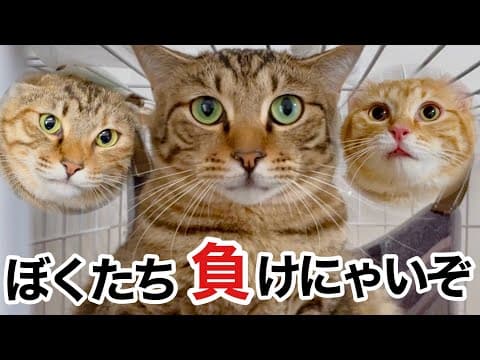 頑張れ!!負けるな!! ケージ出た親子猫に いじめ､病院... 試練の連続💦