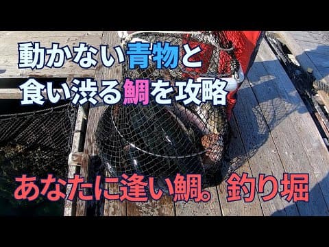 朝一青物ラッシュ！底で動かない青物と激渋の鯛攻略【あなたに逢い鯛。釣り堀】20250109